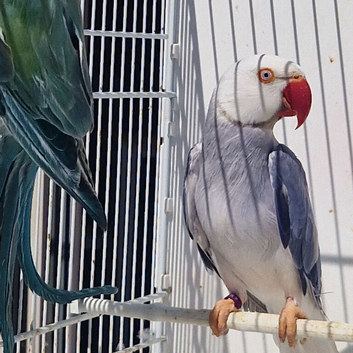 Indian ringneck pair