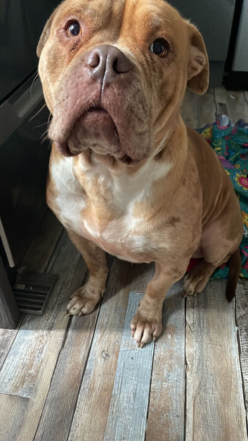 American bull cross
