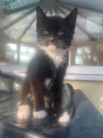4 Kittens left