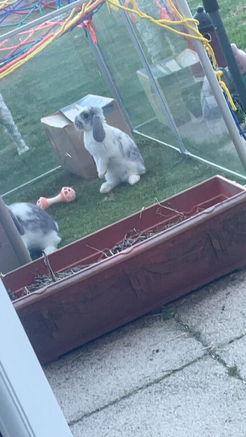 Rabbits 2