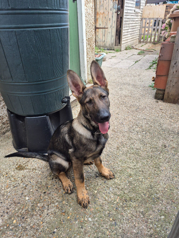 German shepherd 5 months old