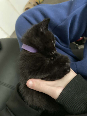 2 boy kittens