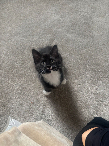 Kittens