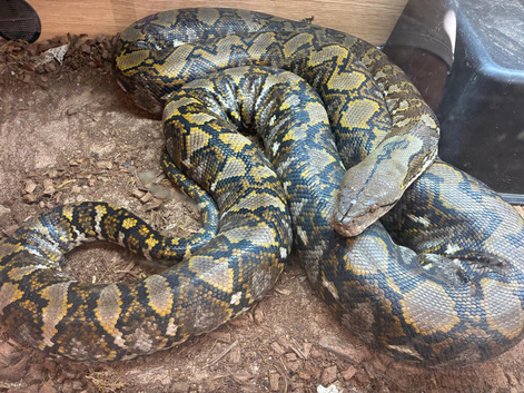 Dwarf reticulated python