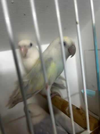Love birds for sale