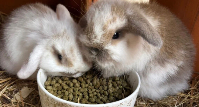 Mini lop rabbits for sale