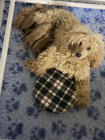 Stunning toy poodles