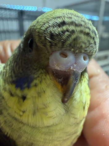 Young Budgies are available