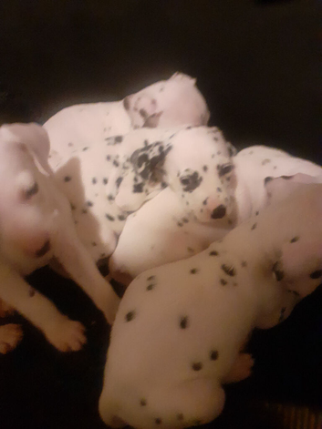 Pedigree Dalmatian puppies