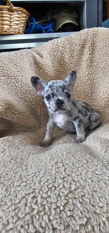 French bulldog puppies