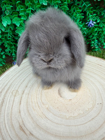 Purebred mini lops ready now