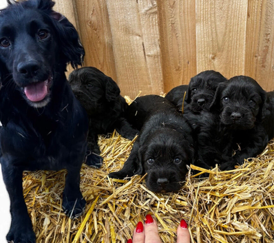 Cockalier puppies