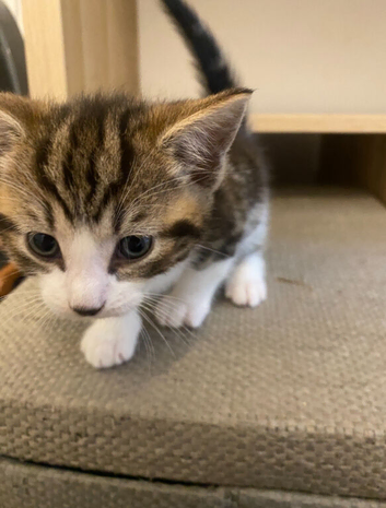 Kittens for sale