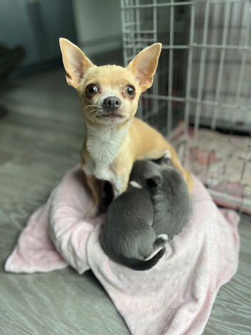 Blue/ lilac chihuahua puppies