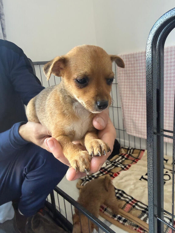 Norfolk terrier x Pomeranian 4 LEFT