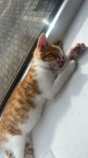 4 beautiful male kittens for sale