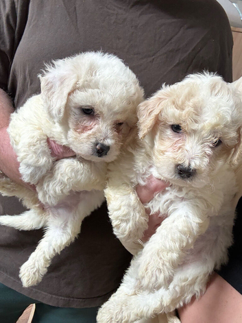 Adorable Bichion frise