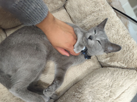Russian blue female cat 2 years old extremely friendly desensitised good with kids