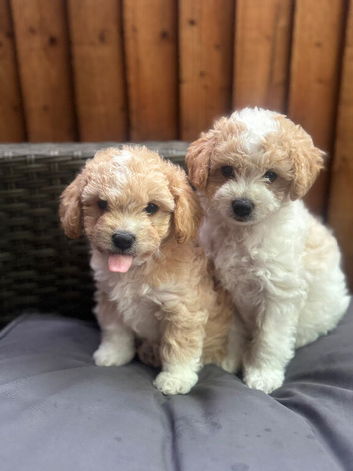 Puppies