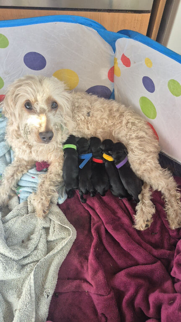 Cockapoo puppies