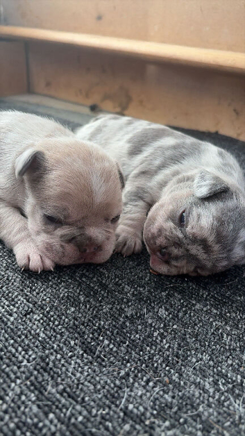 2 French bulldogs