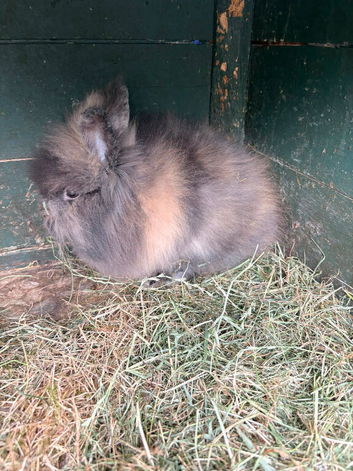 2 doe lionehead rabbit