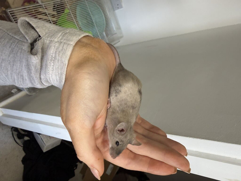Remy Fancy Mouse