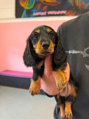 Kc long haired miniature dachshund