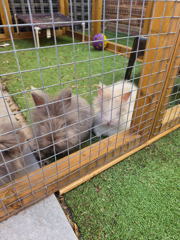 Teddy double maned lionheads