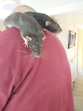2 extremely tame male rats 5 months old