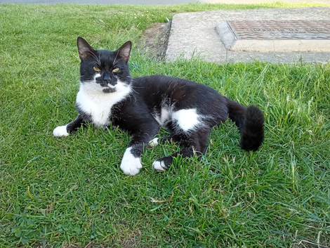 Outdoor cat male 2 years old