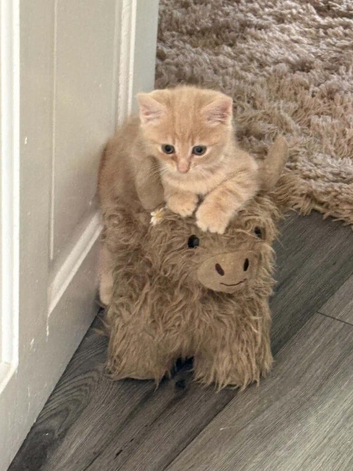 9 wk old kitten