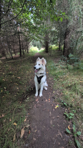 8 month old puppy Kaiser