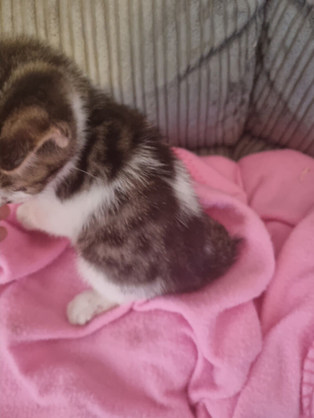 Lovely boy kitten