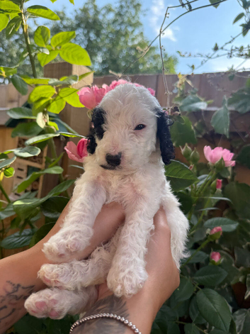 Beautiful cockapoo puppies