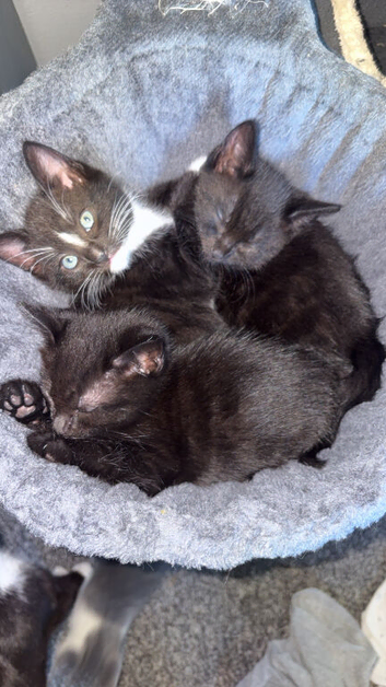 Kittens for sale
