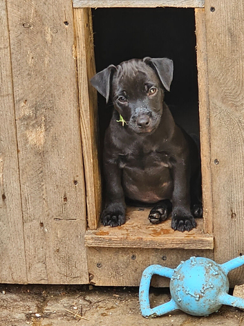 Patterdale Terriers Pups For Sale