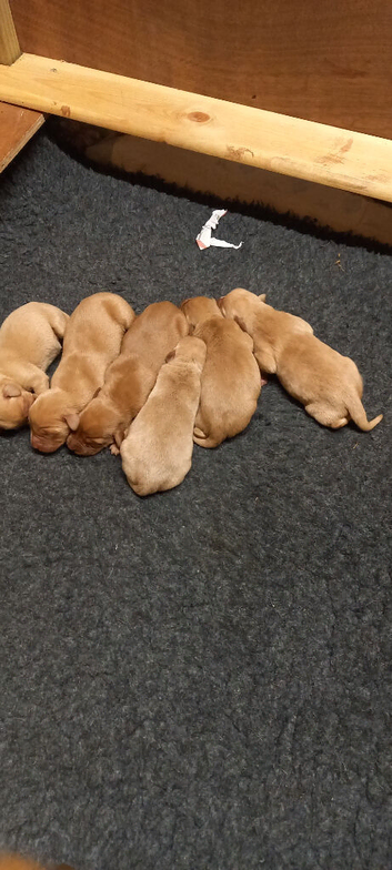 Kc registered Labradors puppies