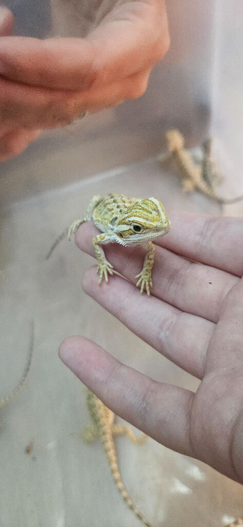 Baby bearded dragons citrus cross