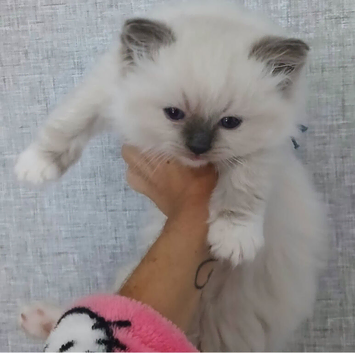 4 registered ragdoll boys