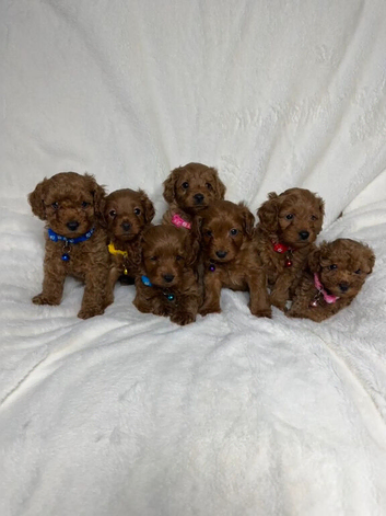 Beautiful Multigenerational Cockapoo Puppies - Health tested parents