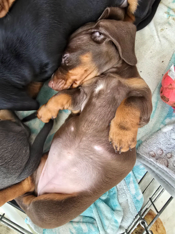 1 beautiful Dachshund left READY NOW!