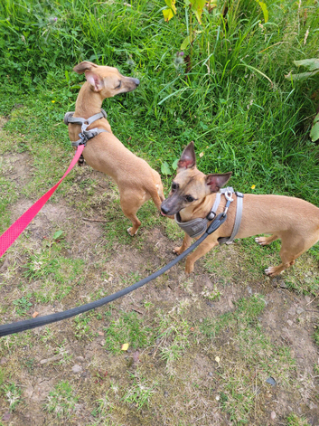 Whippet