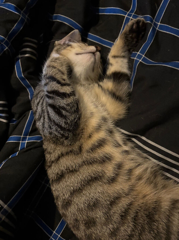 Lovely kitten