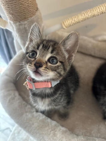 kittens