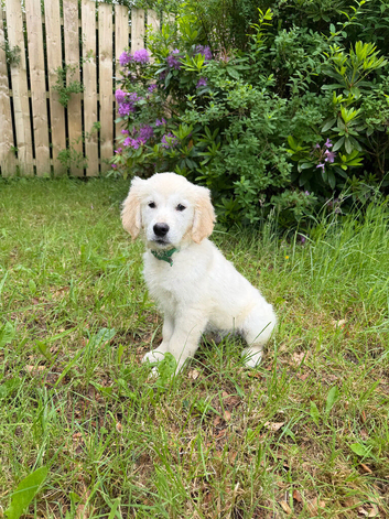 KC reg Golden Retriever Puppies hip scored parents