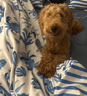 Goldendoodle