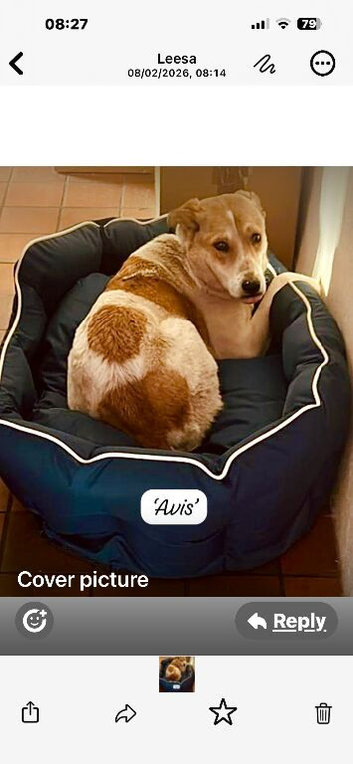 Avis... mixed breed shy girl.