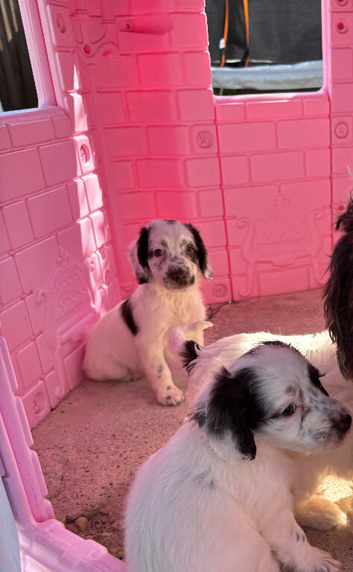 Cockapoo puppies, boys and girls