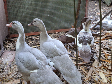 Two pairs of Muscovy ducks
